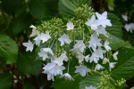 20150613アジサイ‘スミダノハナビ’	紫陽花‘墨田の花火’	Hydrangea macrophylla‘Sumidanohanabi’	6～7月